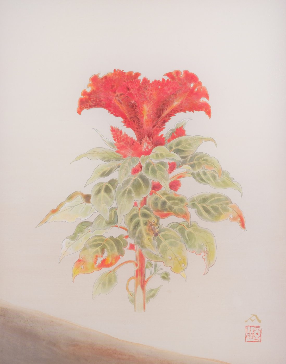 鶏頭花
